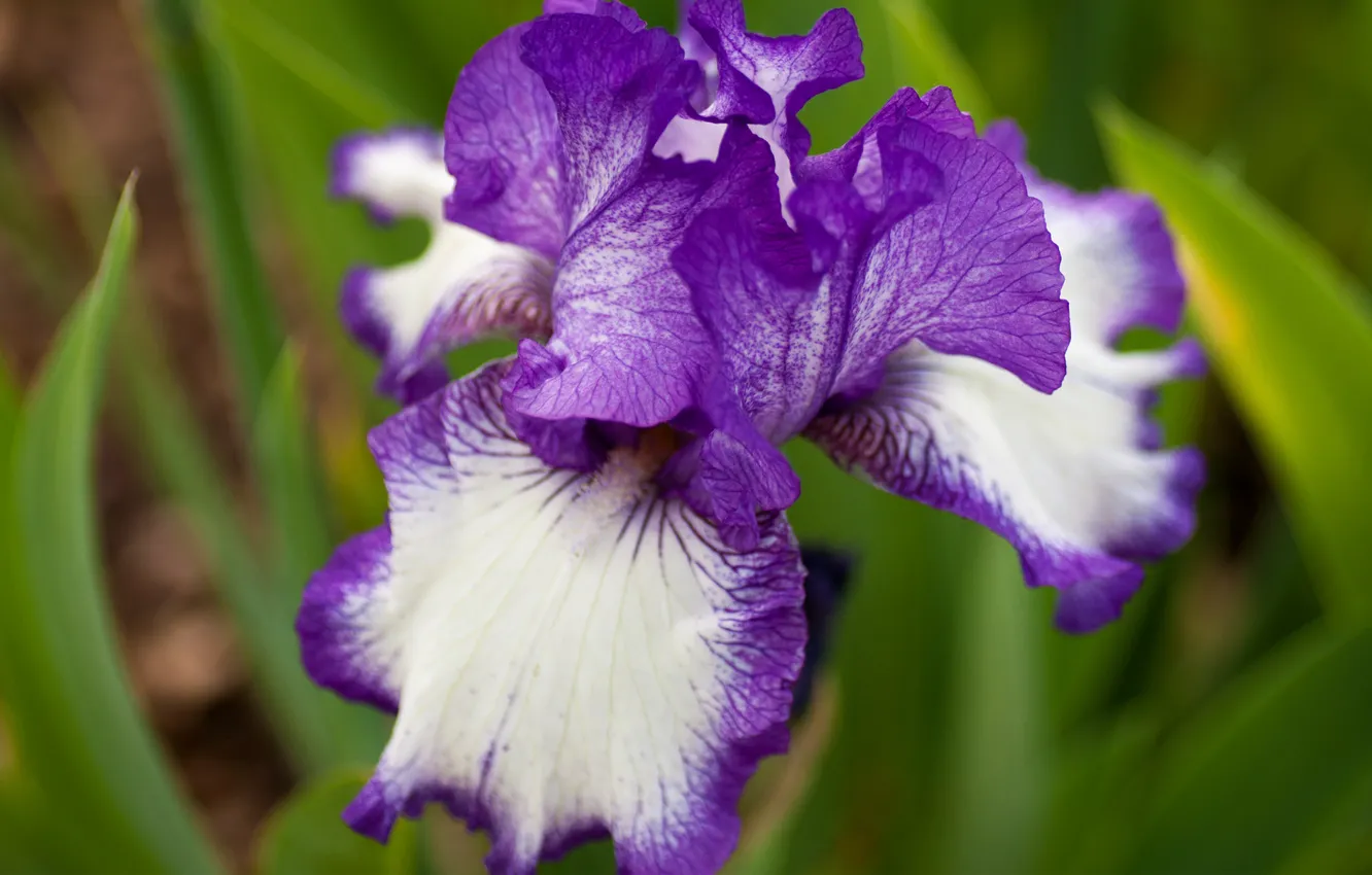 Photo wallpaper flower, summer, macro, iris, white and purple
