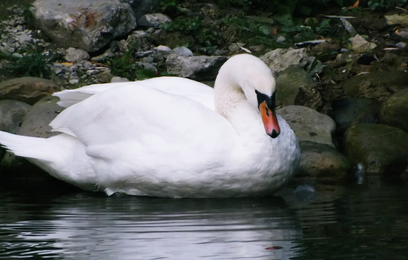 Photo wallpaper pond, bird, white, Swan