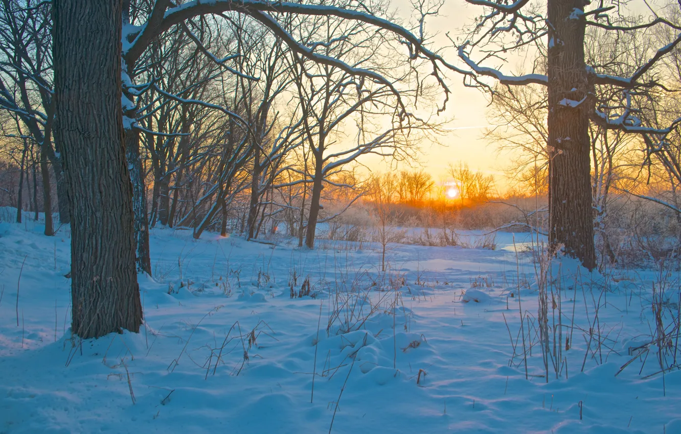 Photo wallpaper winter, forest, snow, nature