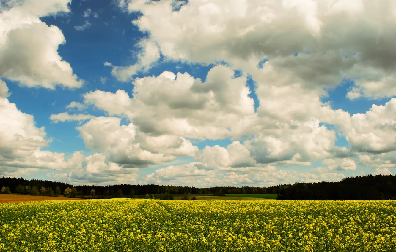 Photo wallpaper field, the sky, clouds, trees, flowers, spring, may, Nature
