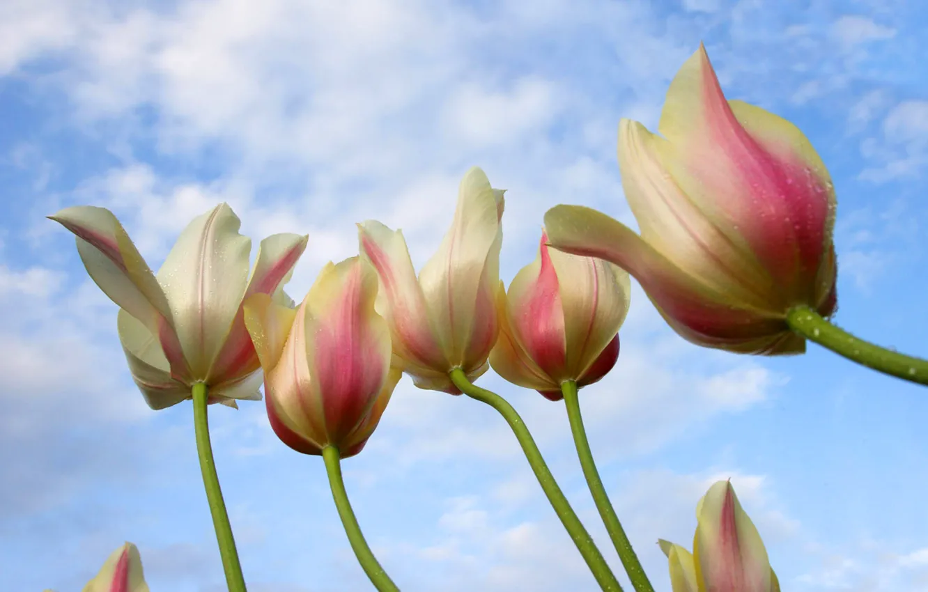 Photo wallpaper the sky, clouds, nature, petals, stem, tulips