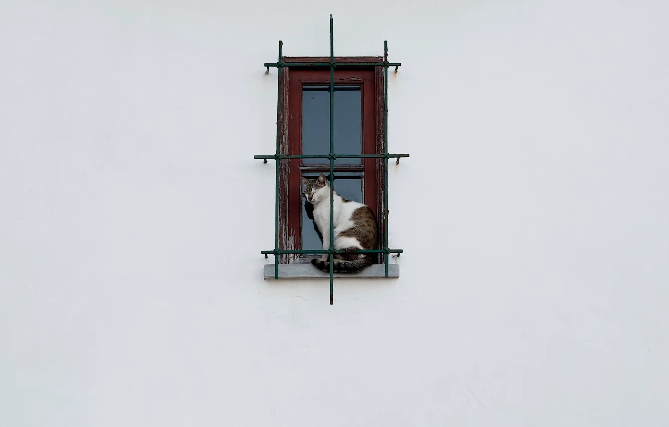 Photo wallpaper cat, window, grille