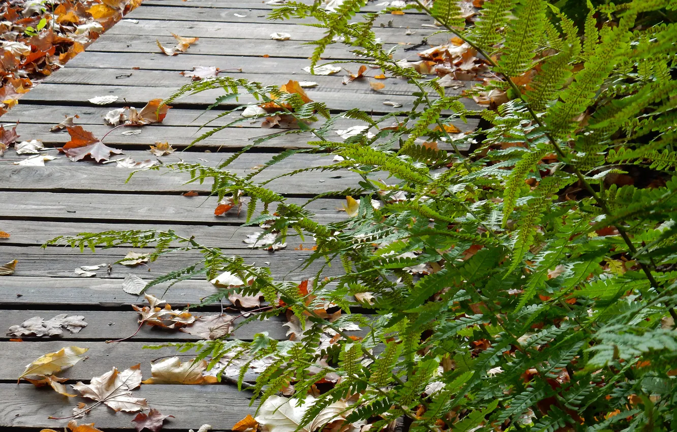 Photo wallpaper autumn, leaves, sheet, widescreen, Wallpaper, track, wallpaper, fern