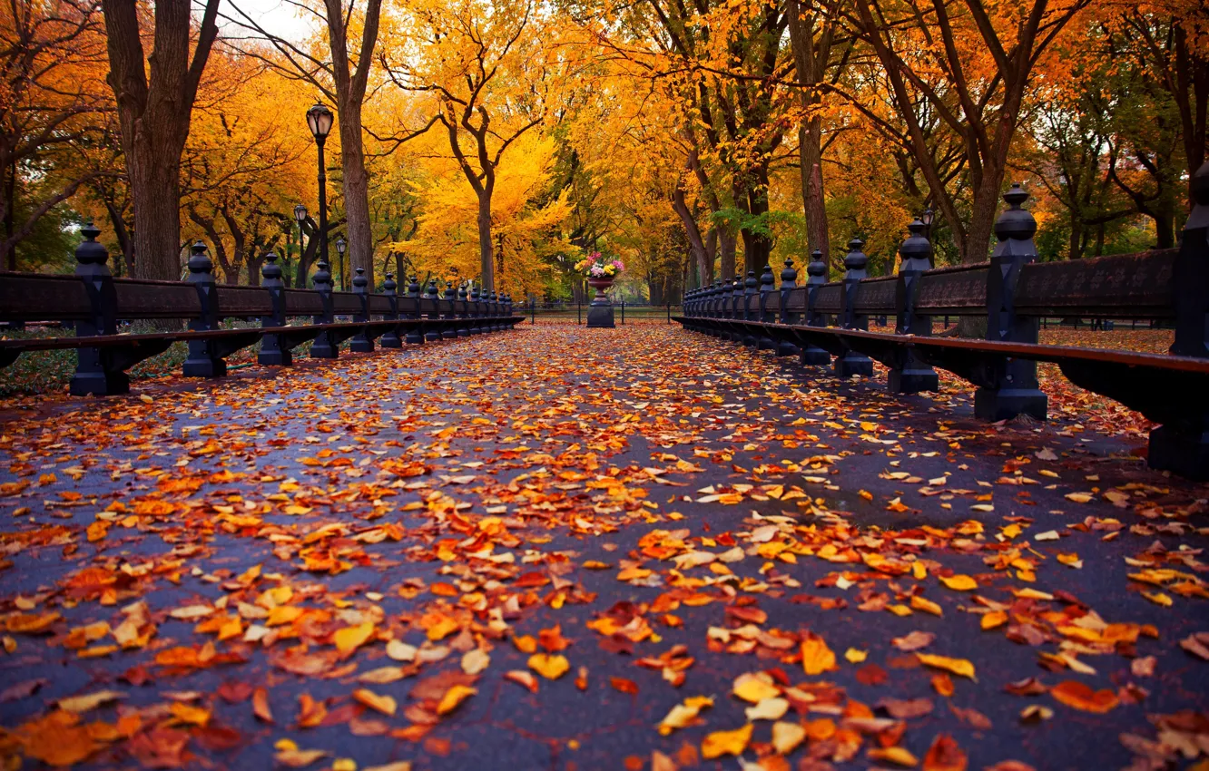 Photo wallpaper autumn, leaves, trees, bench, nature, Park, New York, alley