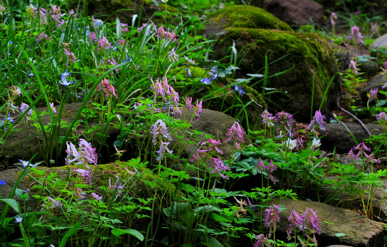 Photo wallpaper flower, stones, plant