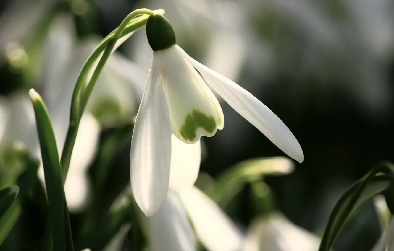 Photo wallpaper macro, flowers, spring, snowdrops, primrose