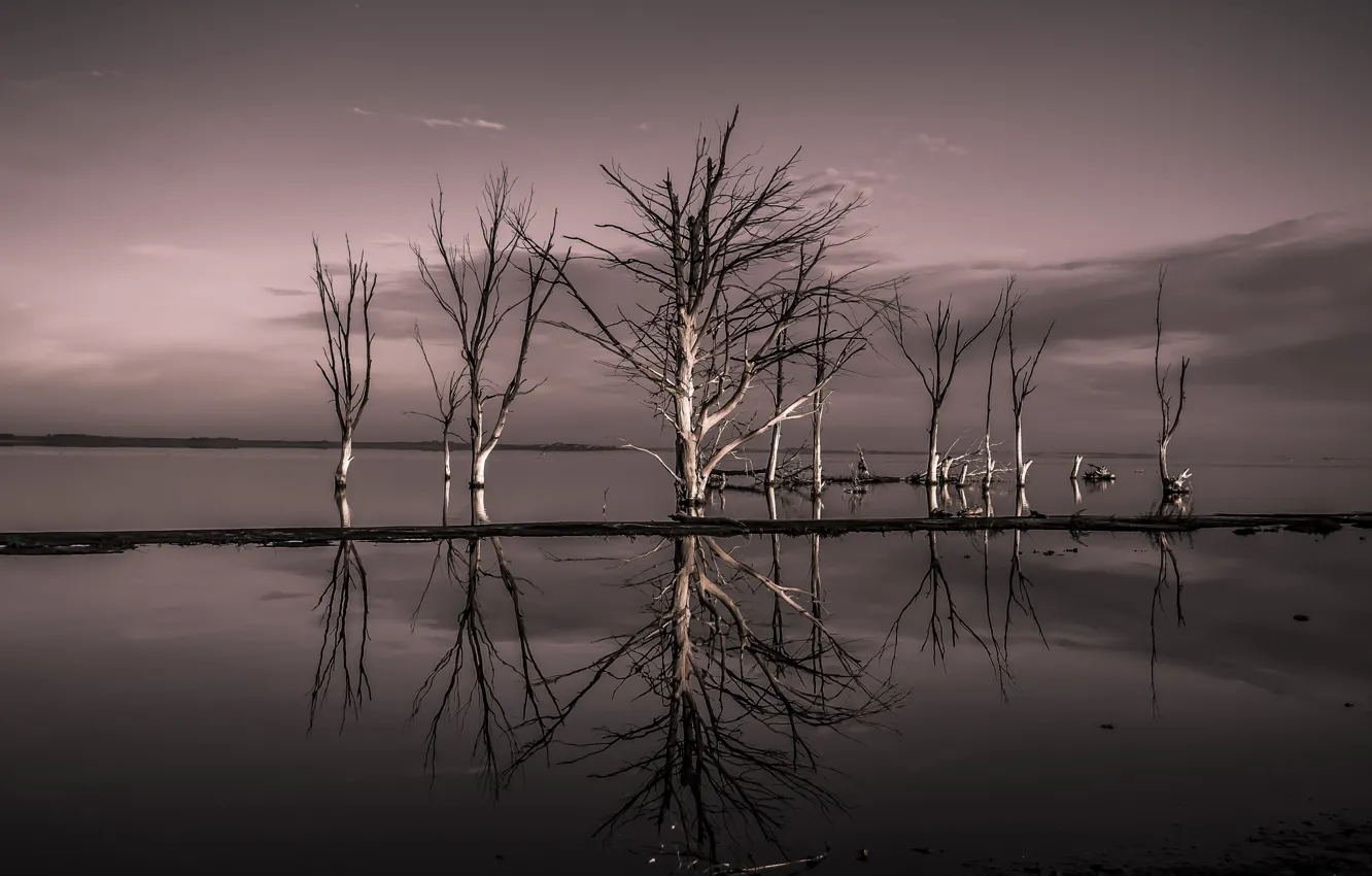 Photo wallpaper trees, nature, river