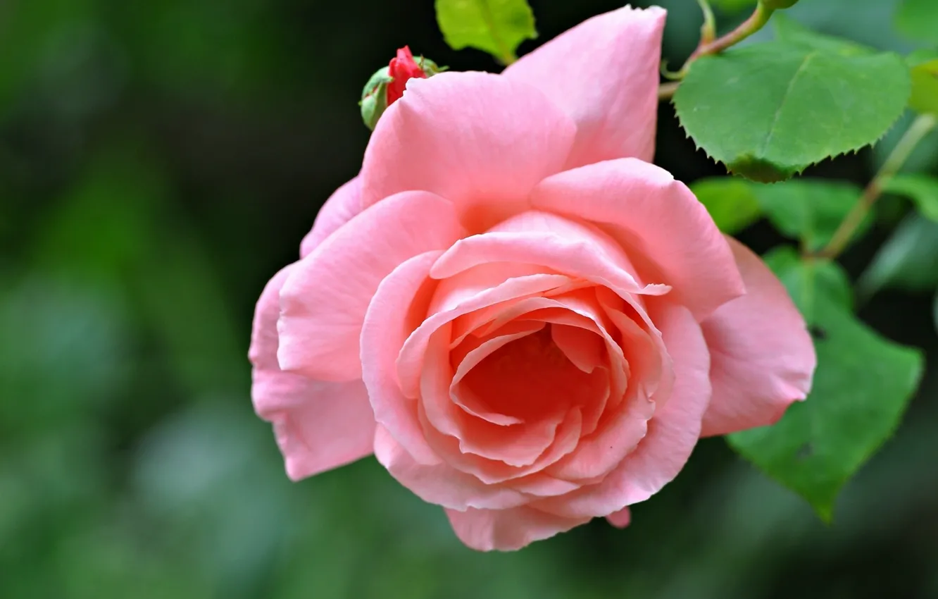 Photo wallpaper macro, roses, petals, buds