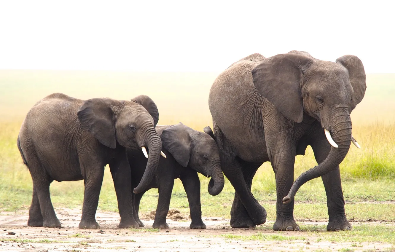 Photo wallpaper nature, animal, elephant, family