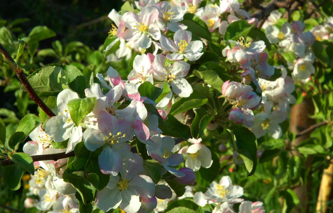 Photo wallpaper macro, spring, Apple, flowering, spring, flowering trees, Malus