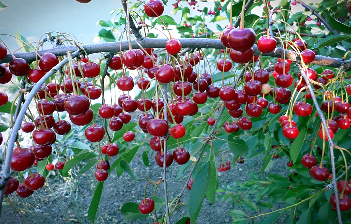 Photo wallpaper cherry, June, berry