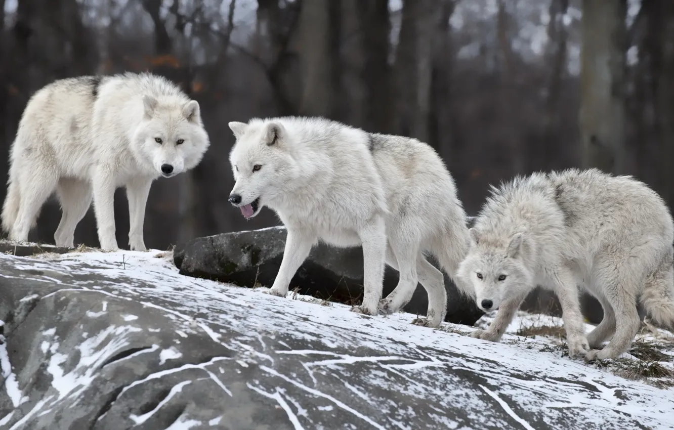 Photo wallpaper animals, wolf, wild, White Wolf, White Wolves Pack, three white wolves