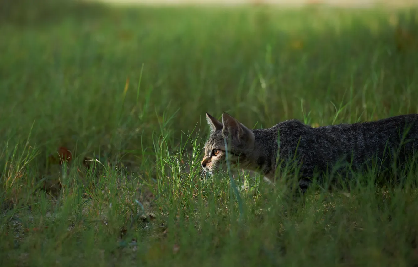 Photo wallpaper cat, grass, cat, hunting