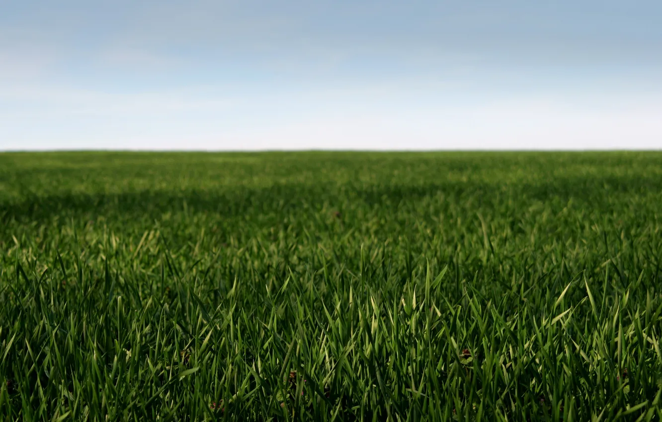 Photo wallpaper field, the sky, grass, macro, landscape, nature