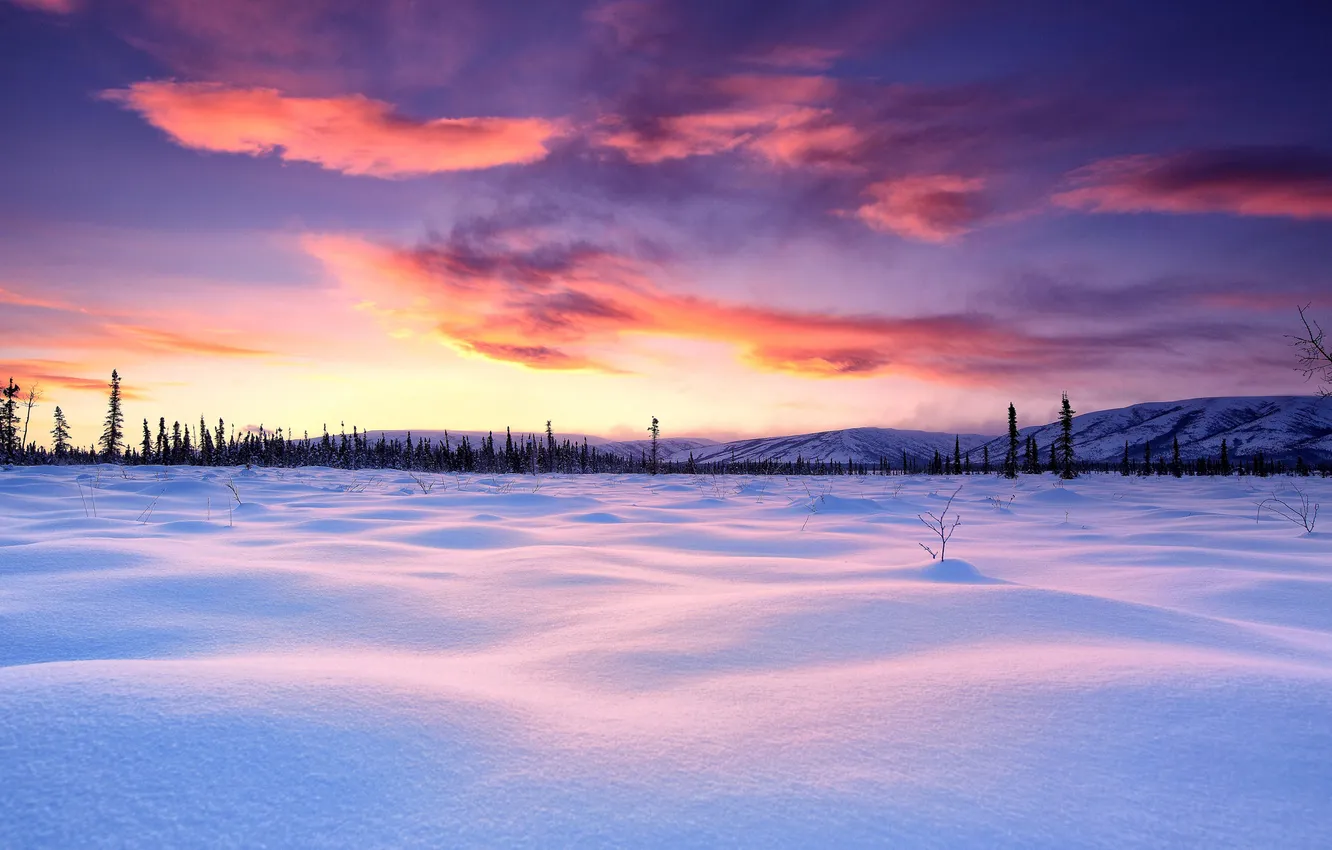 Photo wallpaper winter, the sky, snow, trees, landscape, plain