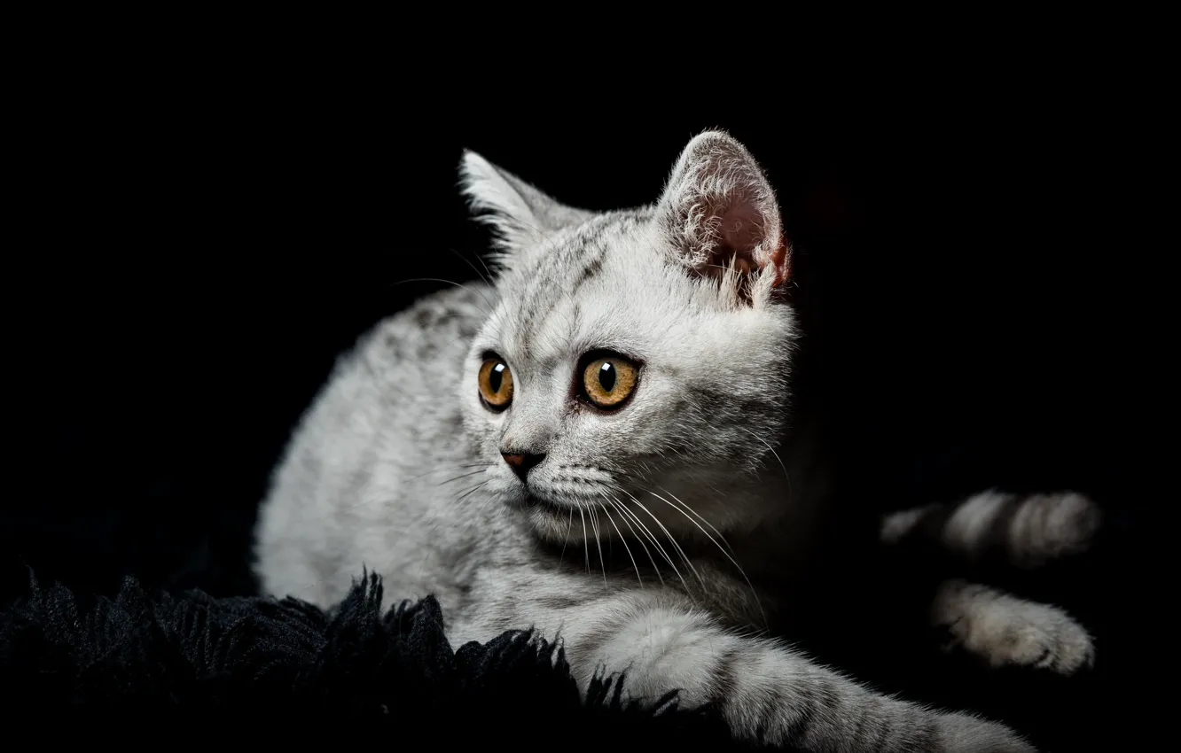 Photo wallpaper cat, eyes, look, pose, kitty, grey, portrait, pile