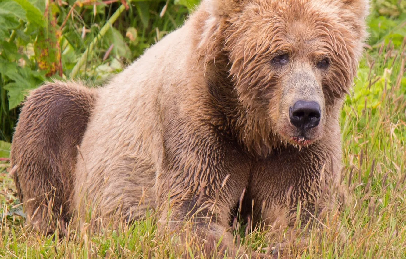 Photo wallpaper Predator, mammal, kodiak brown bear, brown bear on green field