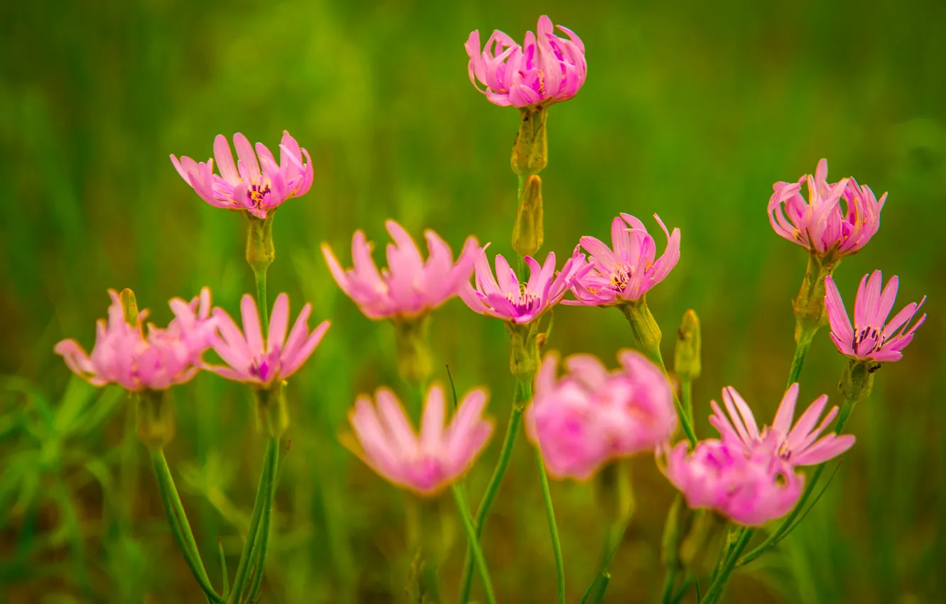 Photo wallpaper greens, macro, flowers, nature, color