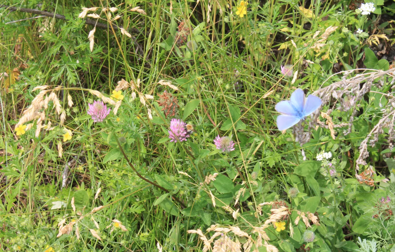 Photo wallpaper blue, clover, green, blue moth