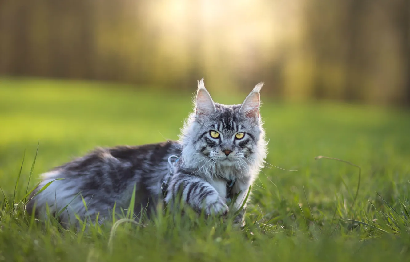 Photo wallpaper cat, cat, look, pose, face