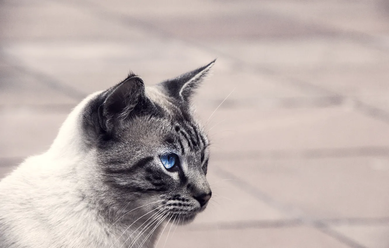 Photo wallpaper eyes, cat, look, background, Kote