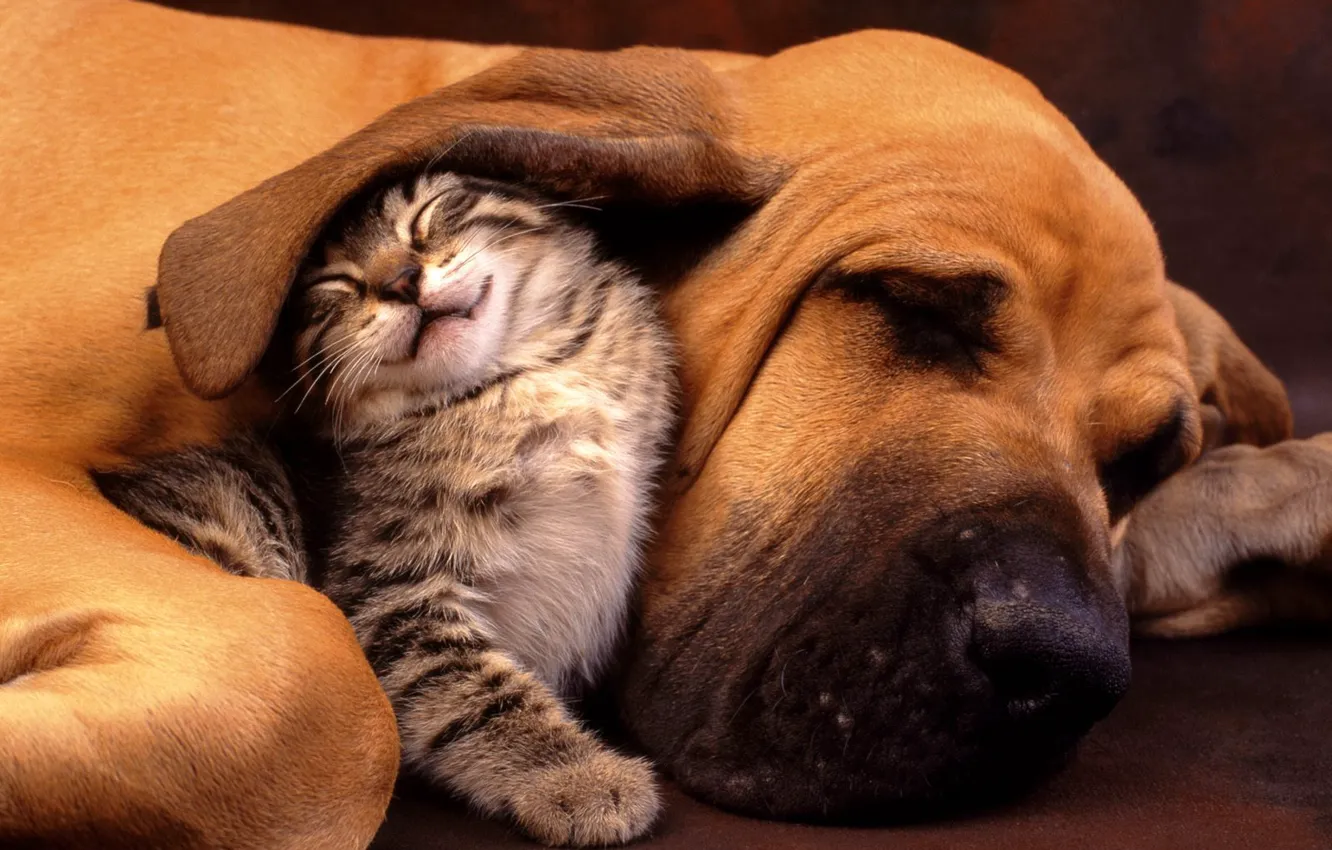 Photo wallpaper animal, friendship, kitty