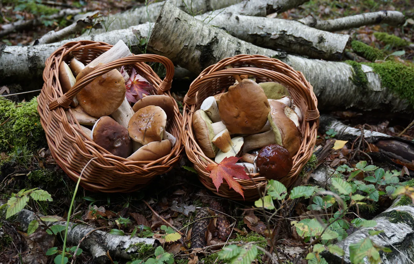 Photo wallpaper forest, mushrooms, baskets