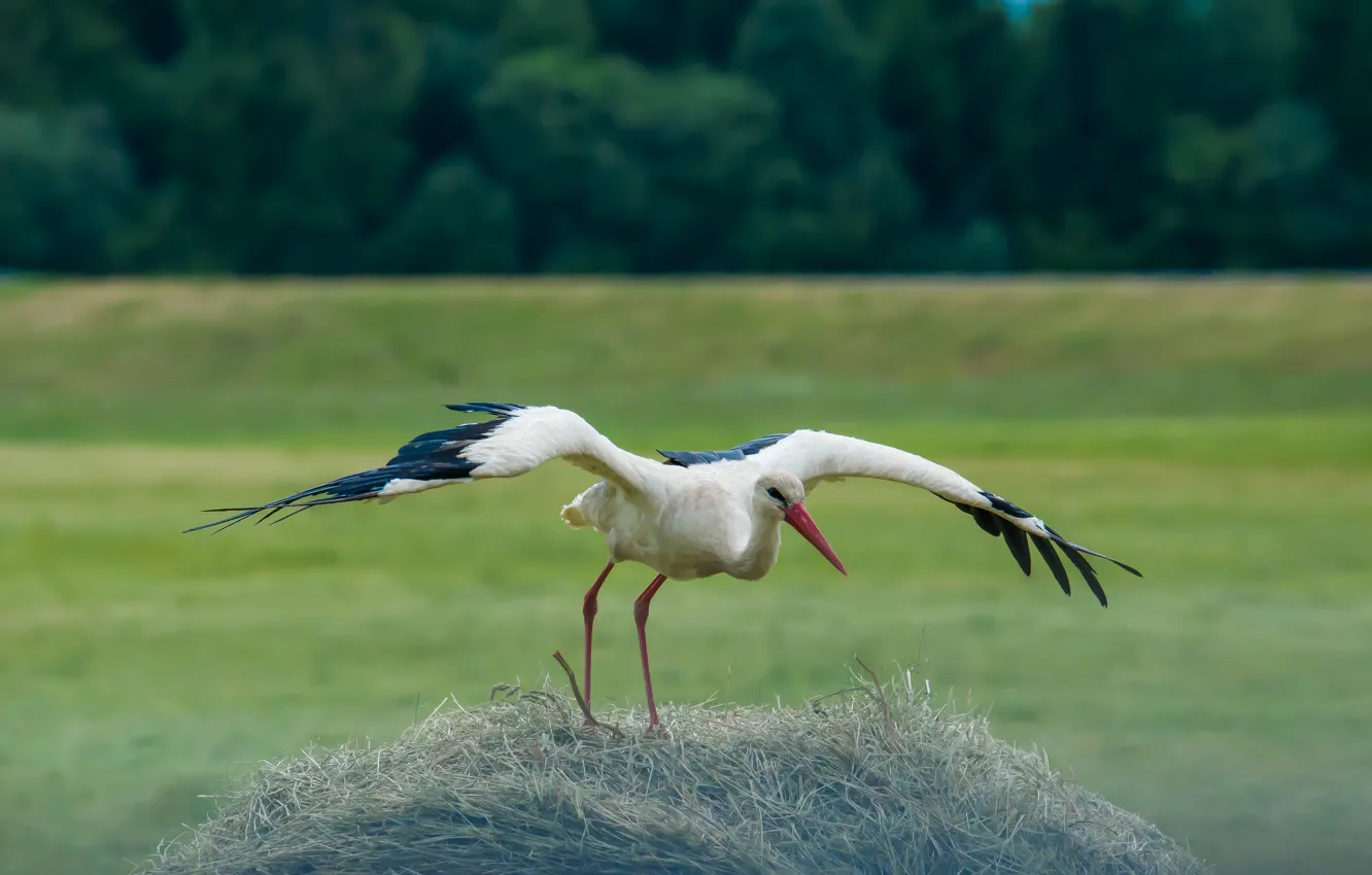 Photo wallpaper summer, bird, wings, stork, the rise, photo hunting