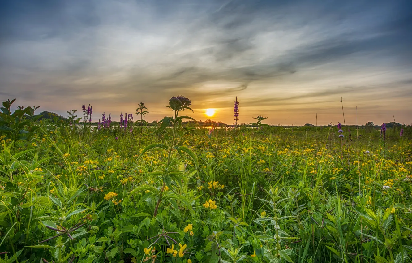 Photo wallpaper greens, summer, the sky, grass, the sun, flowers, river, dawn