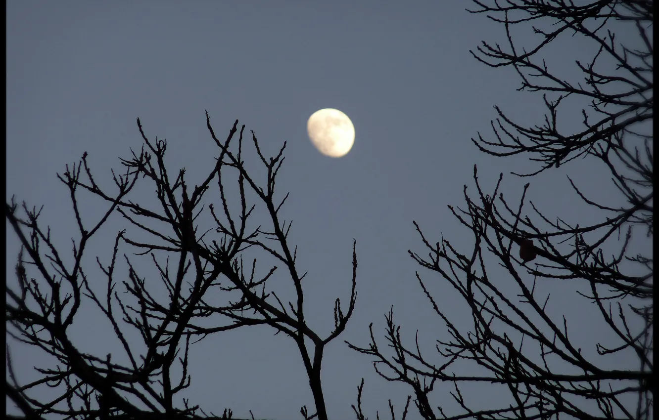Photo wallpaper the sky, branch, the moon, moon, silhouette, sky, nature