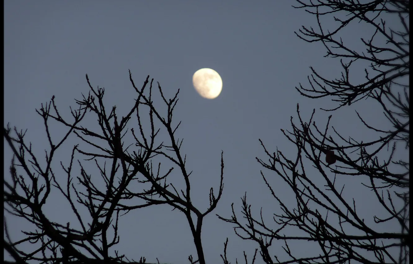 Photo wallpaper the sky, branch, The moon, moon, silhouette, sky, nature