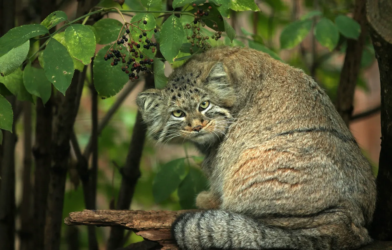 Photo wallpaper cat, look, face, leaves, branches, pose, berries, foliage