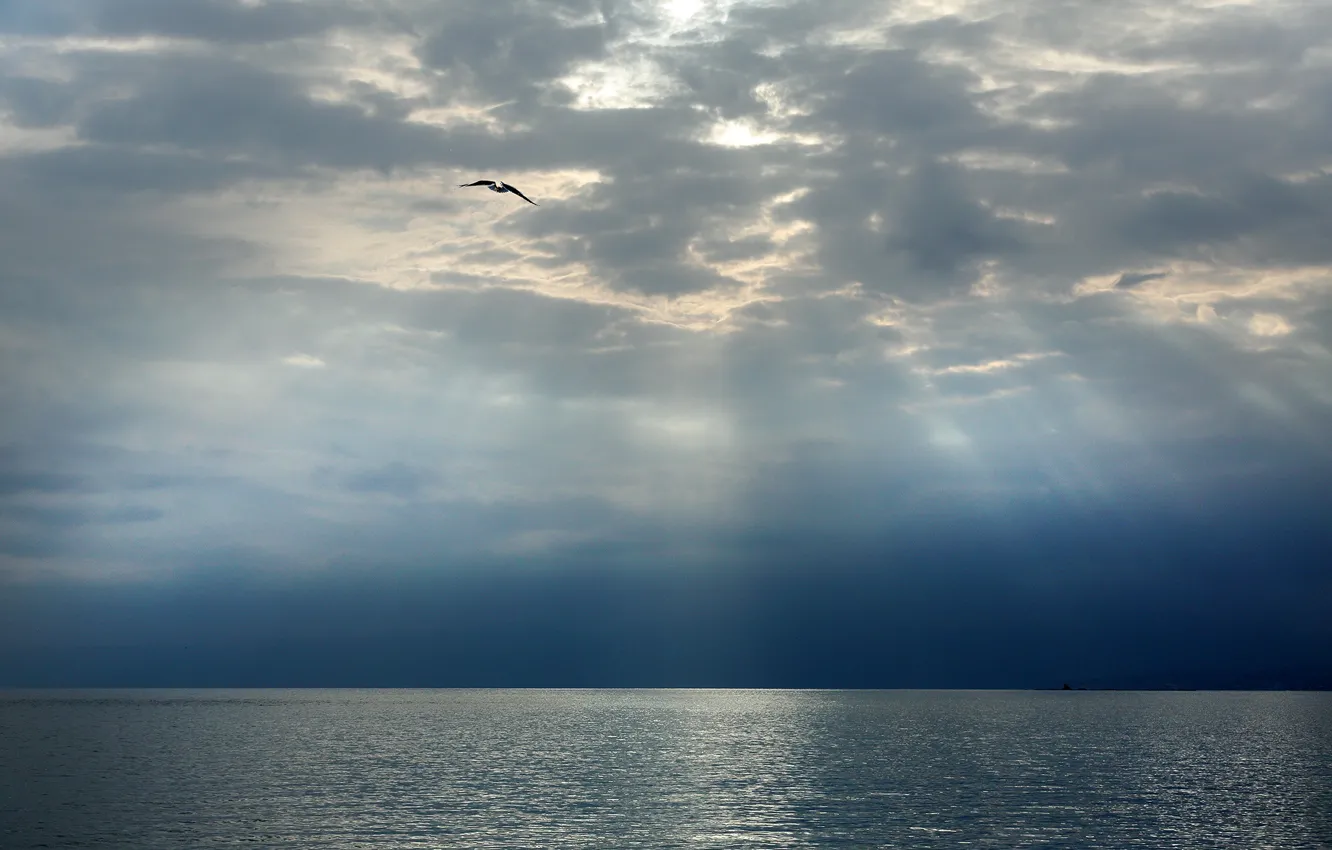 Photo wallpaper sea, the sky, clouds, bird, Seagull, horizon
