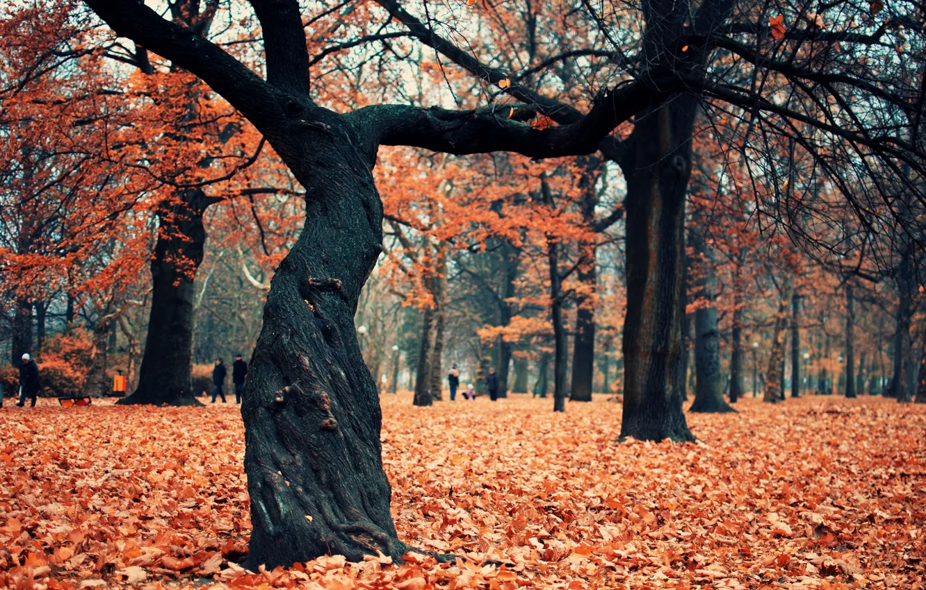 Photo wallpaper autumn, trees, Park