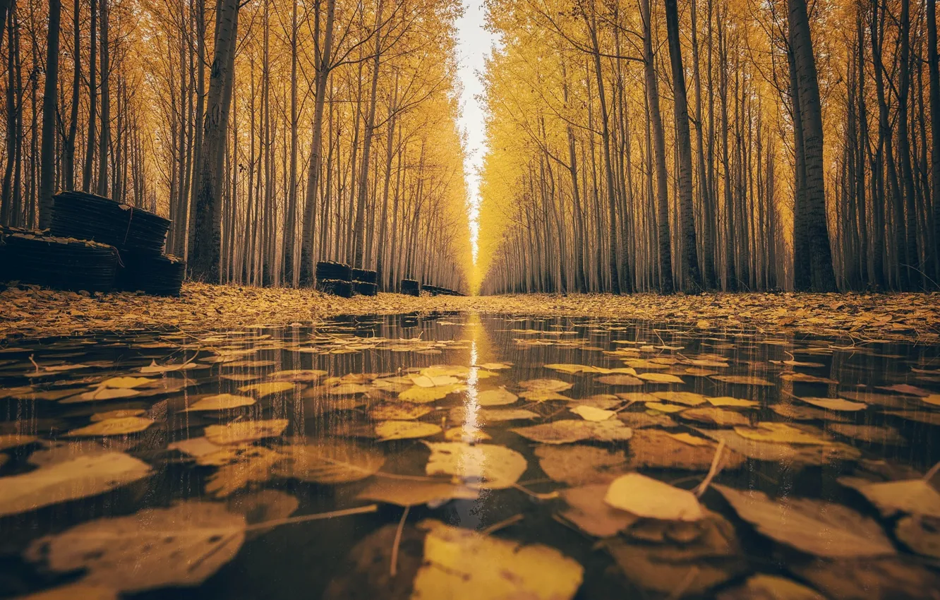 Photo wallpaper autumn, the city, Park