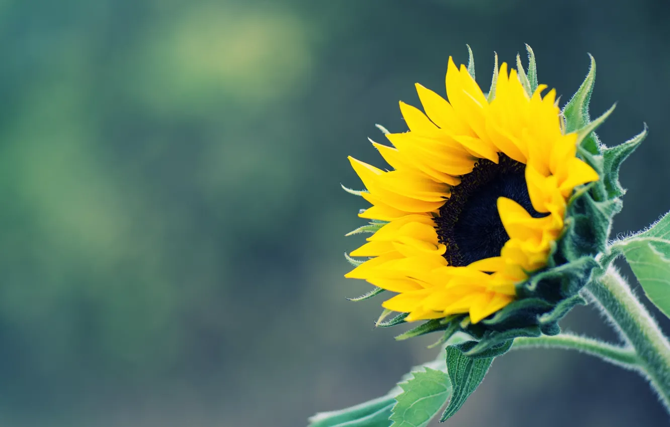 Photo wallpaper yellow, background, sunflower