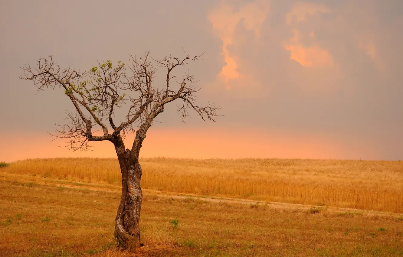 Photo wallpaper wheat, field, trees, revival