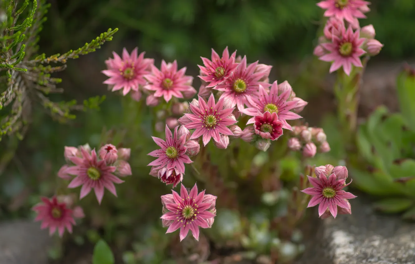 Photo wallpaper summer, flowers, nature