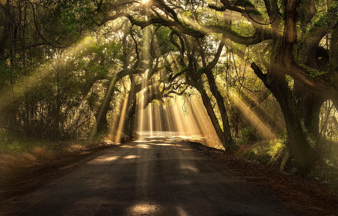 Photo wallpaper The sun, Nature, Road, Grass, Trees, Forest, Leaves, Traces