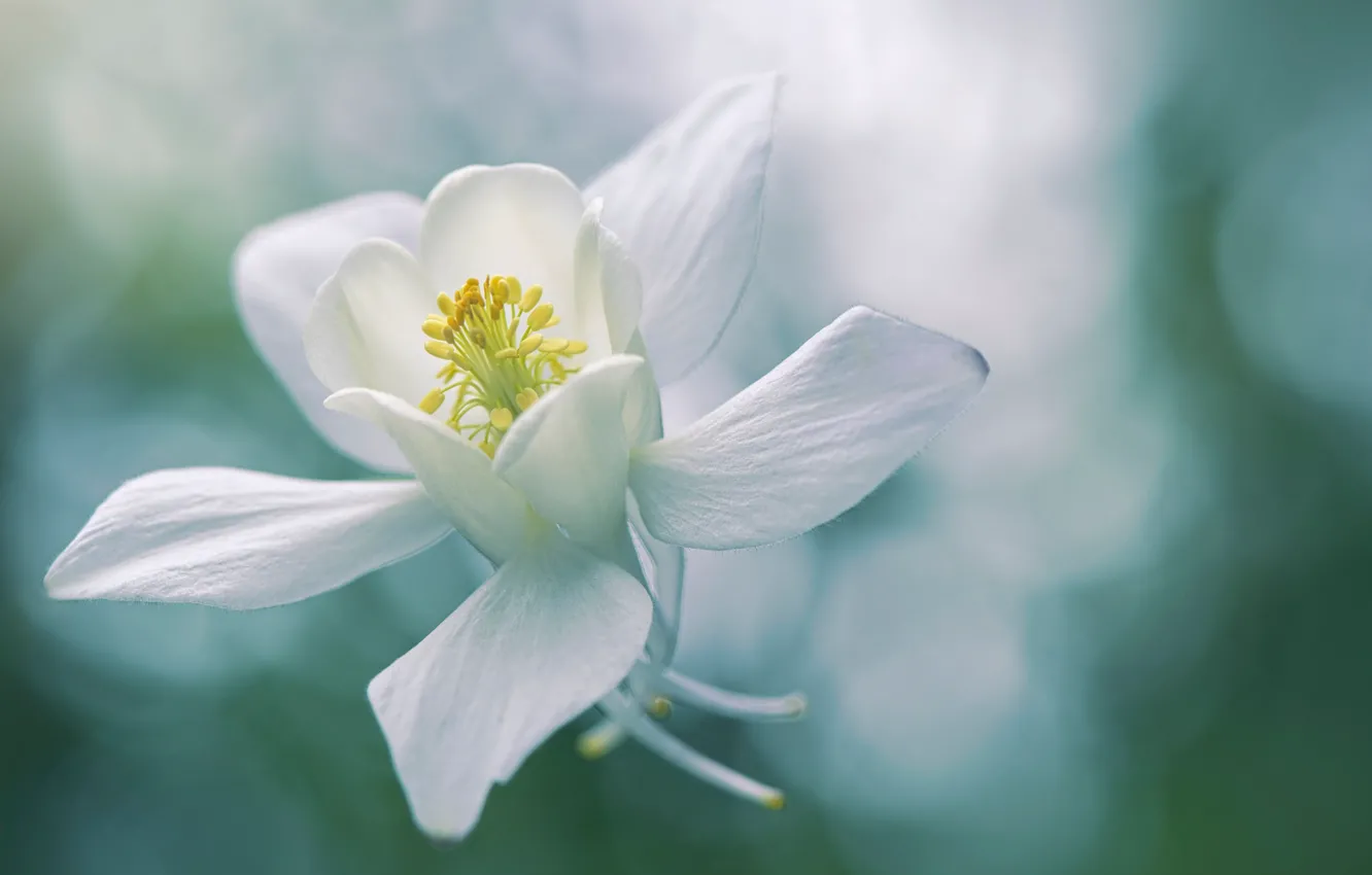Photo wallpaper white, flower, inflorescence