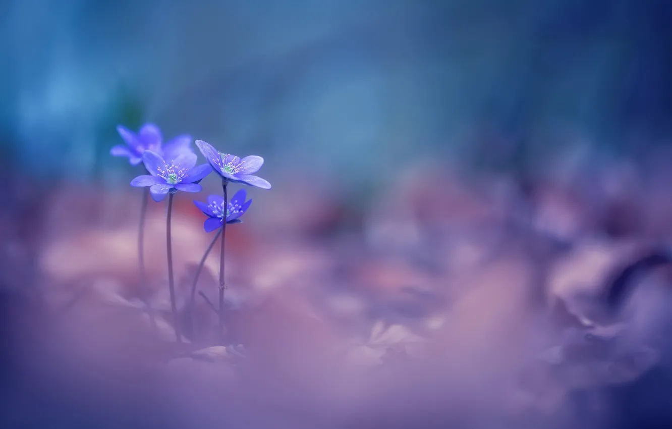 Photo wallpaper flowers, spring, violet