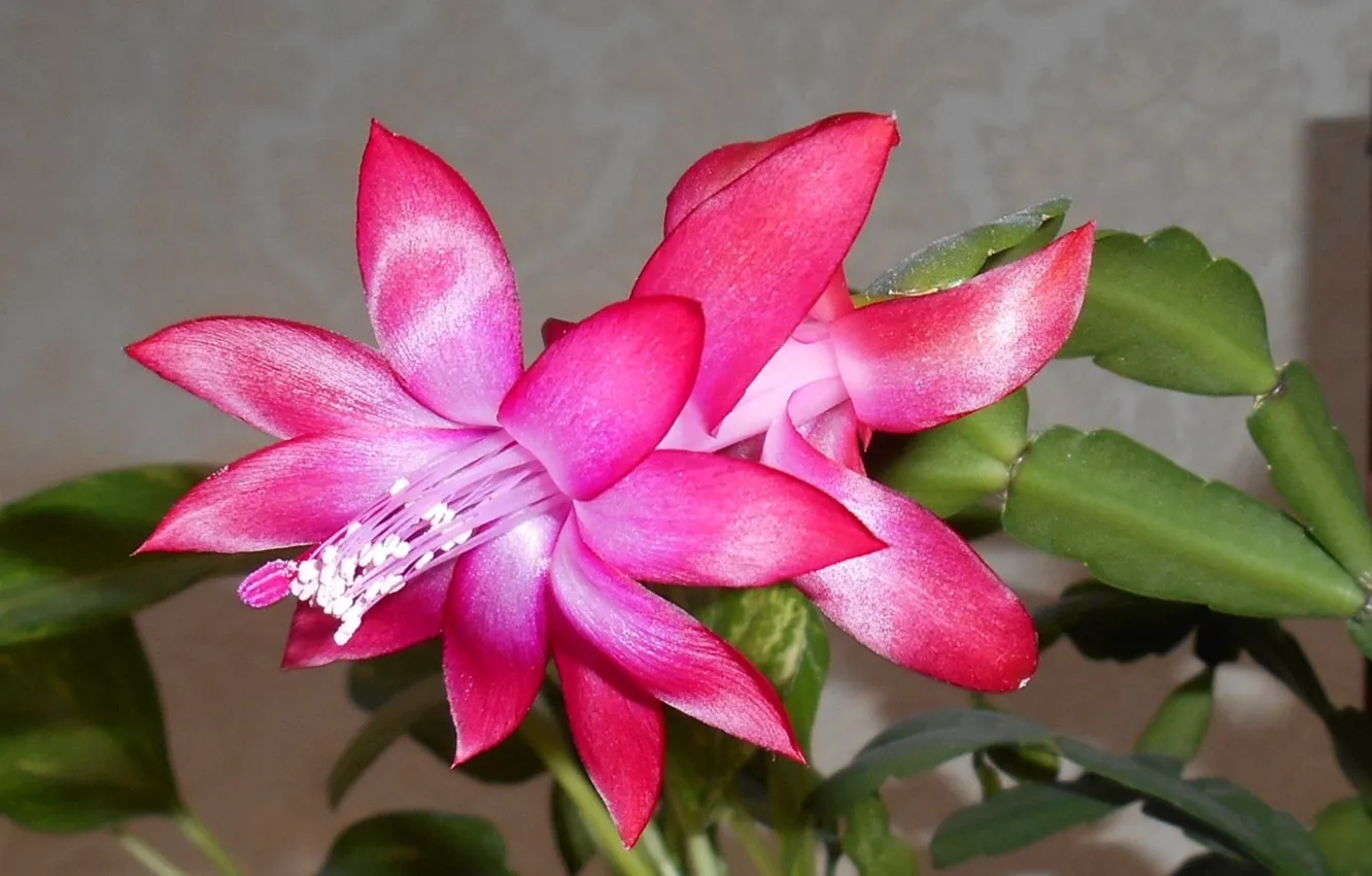 Photo wallpaper pink, flowers, Epiphyllum, room, Decembrist