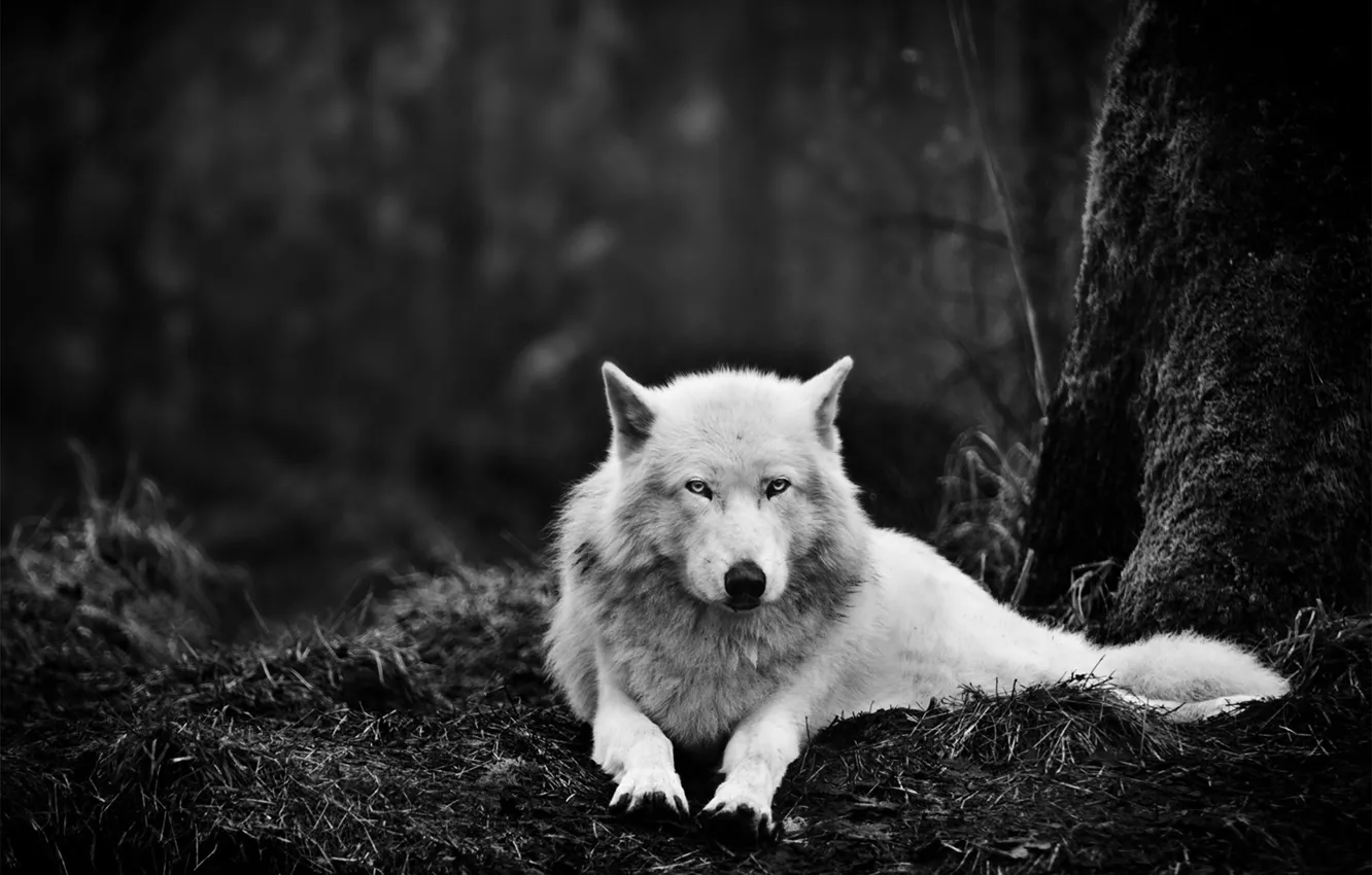Photo wallpaper forest, white, eyes, darkness, animal, wolf