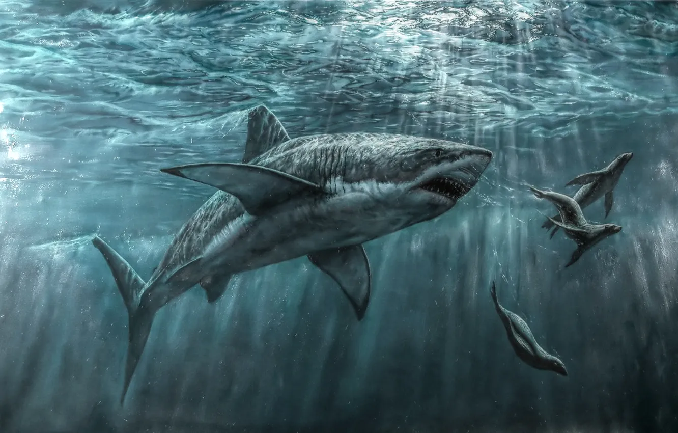 Photo wallpaper sea, figure, seal, predator, shark