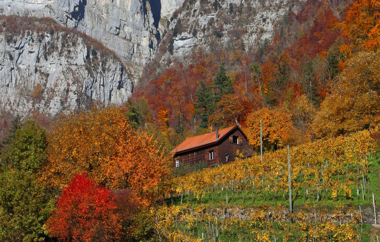 Photo wallpaper autumn, trees, mountains, house, rocks, slope, vineyard