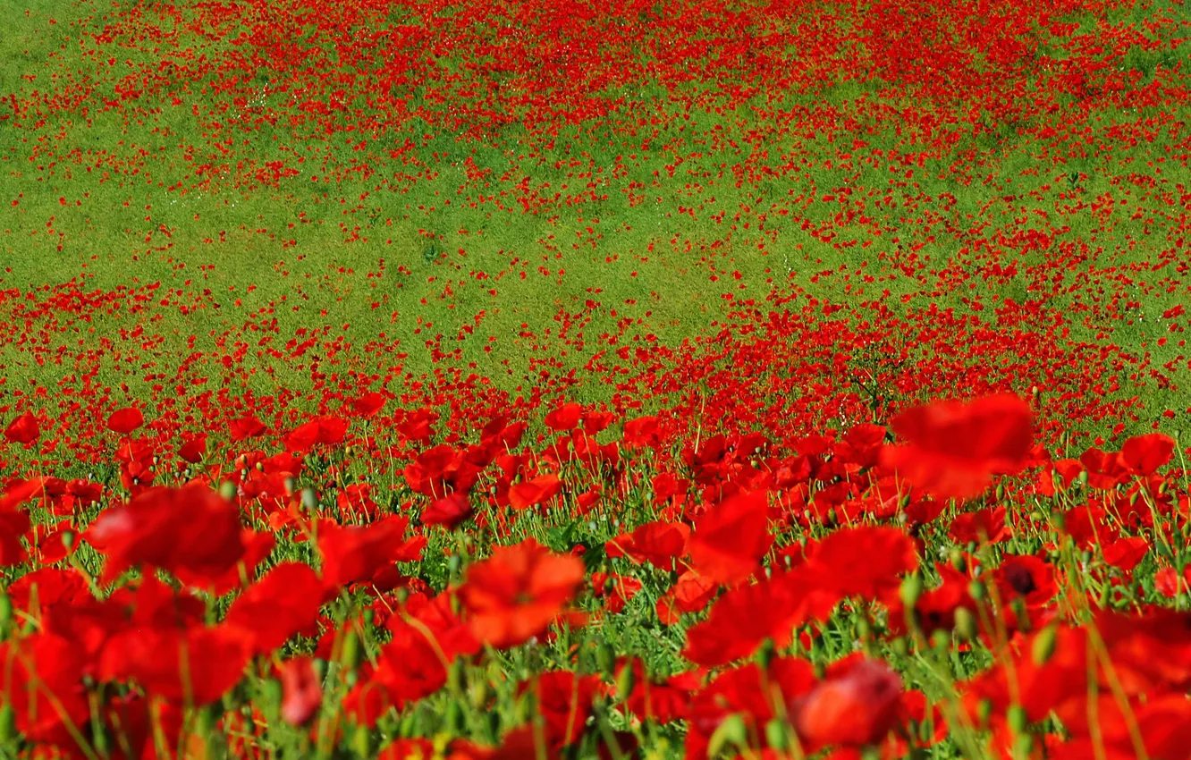 Photo wallpaper field, grass, flowers, Maki, meadow