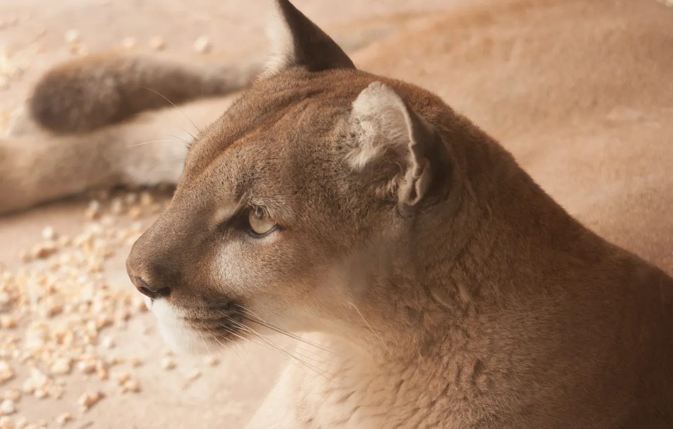 Photo wallpaper face, profile, Puma, mountain lion, Cougar