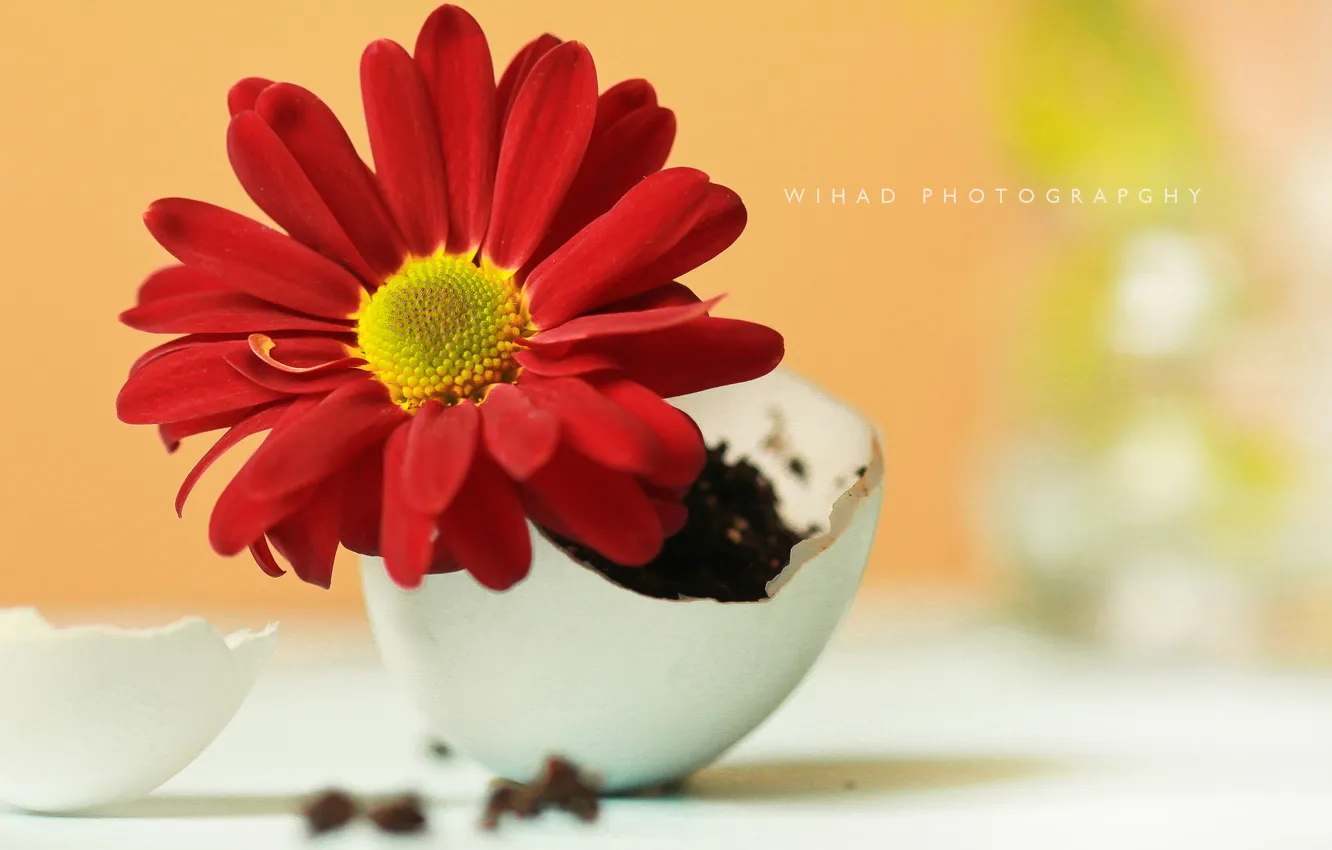 Photo wallpaper flower, earth, egg