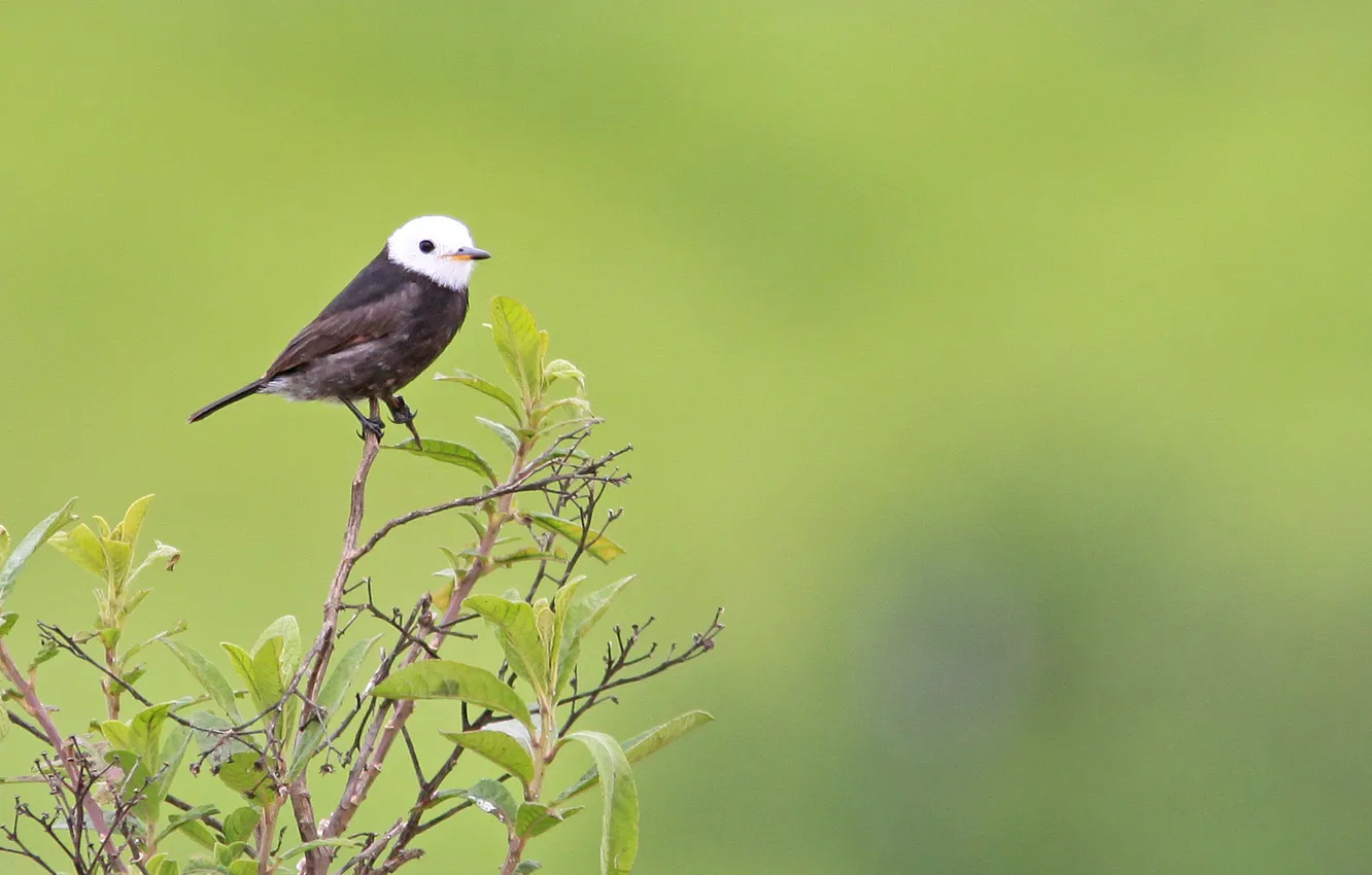 Photo wallpaper black, bird, leaves, branch, Freirinha, White Head