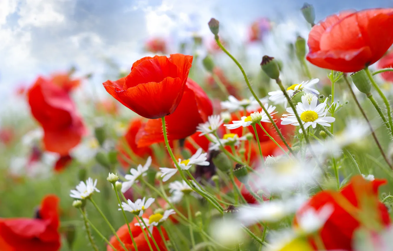 Photo wallpaper the sky, flowers, Maki, chamomile, stem